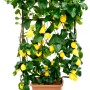 Albero di limone in vaso con supporto, frutti gialli e foglie verdi.