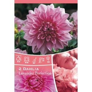 Confezione di Dahlia Lavender Perfection Rosa, primo piano del fiore rosa.