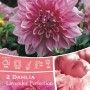 Confezione di Dahlia Lavender Perfection Rosa, primo piano del fiore rosa.