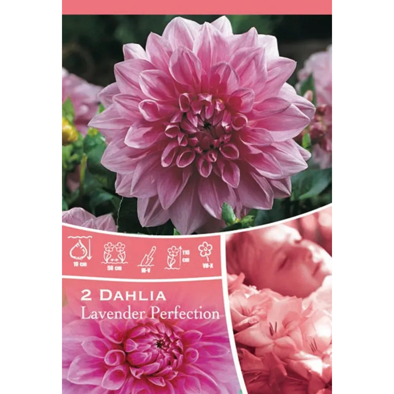 Confezione di Dahlia Lavender Perfection Rosa, primo piano del fiore rosa.
