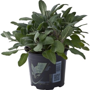 Salvia (t.b.t.) in vaso, una pianta aromatica per cucina e giardino.