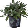 Salvia (t.b.t.) in vaso, una pianta aromatica per cucina e giardino.