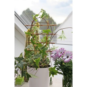 Griglia per fiori beige (2 pz) con edera in vaso, supporto per piante da interno.