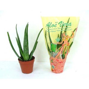 Aloe Vera succulenta in vaso, pianta da interno per luoghi soleggiati.