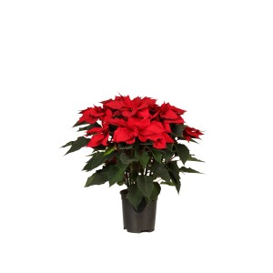 Stella di Natale rossa in vaso.