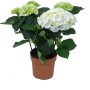 Ortensia da interni in vaso, vari colori, diametro vaso circa 14 cm, Hydrangea macrophylla.