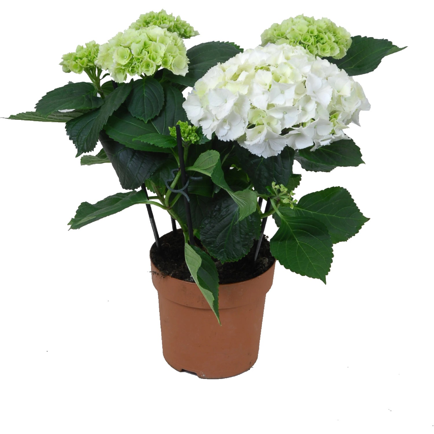 Ortensia da interni in vaso, vari colori, diametro vaso circa 14 cm, Hydrangea macrophylla.