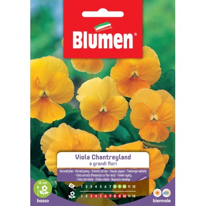 Semi Blumen viola Chantreyland