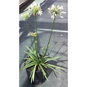 t.b.t. in vaso, una pianta perenne fiorita con fiori bianchi.