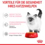 Royal Canin Kitten alimento umido in gelatina, 85g, con gattino e ciotola rossa. Alimento umido per gatti per gattini sani.