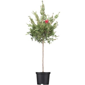 t.b.t. come alberello in vaso con foglie verdi e fiori rossi.