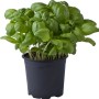 Basilico fresco in vaso, una pianta aromatica per cucina e giardino.