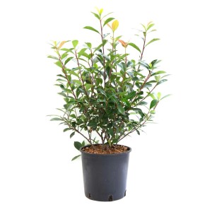 Photinia in vaso con foglie verdi e rosse. Arbusto sempreverde per giardino e balcone.