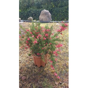 Arbusto fiorito in vaso, fiori rossi, foglie verdi. Arbusto ornamentale per giardino e terrazzo.