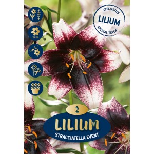 Giglio Hocus Pocus: Fiore rosa-giallo, ideale come fiore estivo e da taglio.