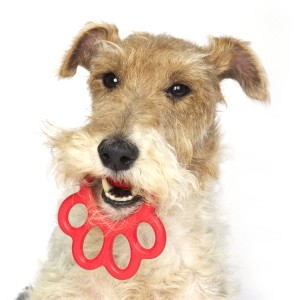 Cane con gioco rosso t.b.t. in bocca, categoria Giochi da riporto.