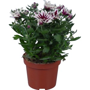 Crisantemo Duo in vaso, vari colori, diametro vaso circa 12 cm.