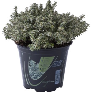 t.b.t. in vaso, una pianta aromatica per cucina e giardino.