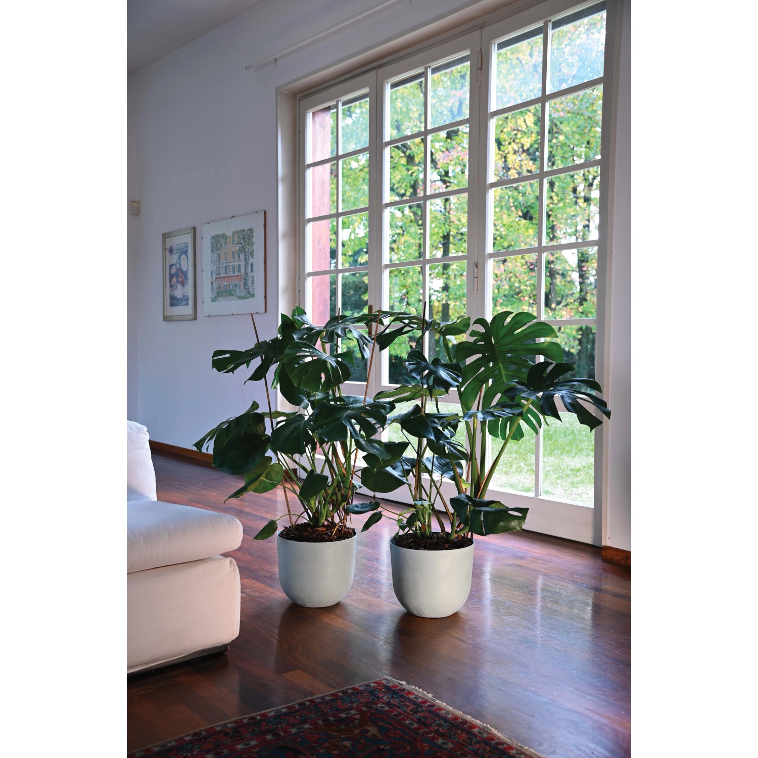 Due piante da interno in vasi t.b.t. davanti a una finestra.