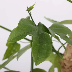 Adenia viridiflora Caudex Pianta succulenta vaso Ø 12 cm