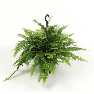 Felce verde pensile 't.b.t.' in vaso, categoria: Felci e bambù.