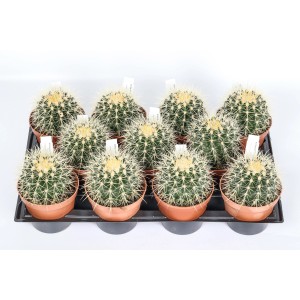 Diversi cactus Echinacea in vaso su un vassoio.