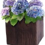 Vaso quadrato (30x30 cm) effetto legno con ortensie blu.