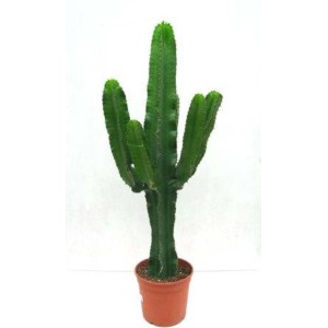 Cactus colonnare verde in vaso di terracotta, pianta da interno.
