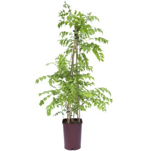 Pianta rampicante verde in vaso con supporto. Ideale per giardino e balcone.