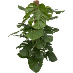 Pianta da interno t.b.t. verde con foglie distintive su un fusto.