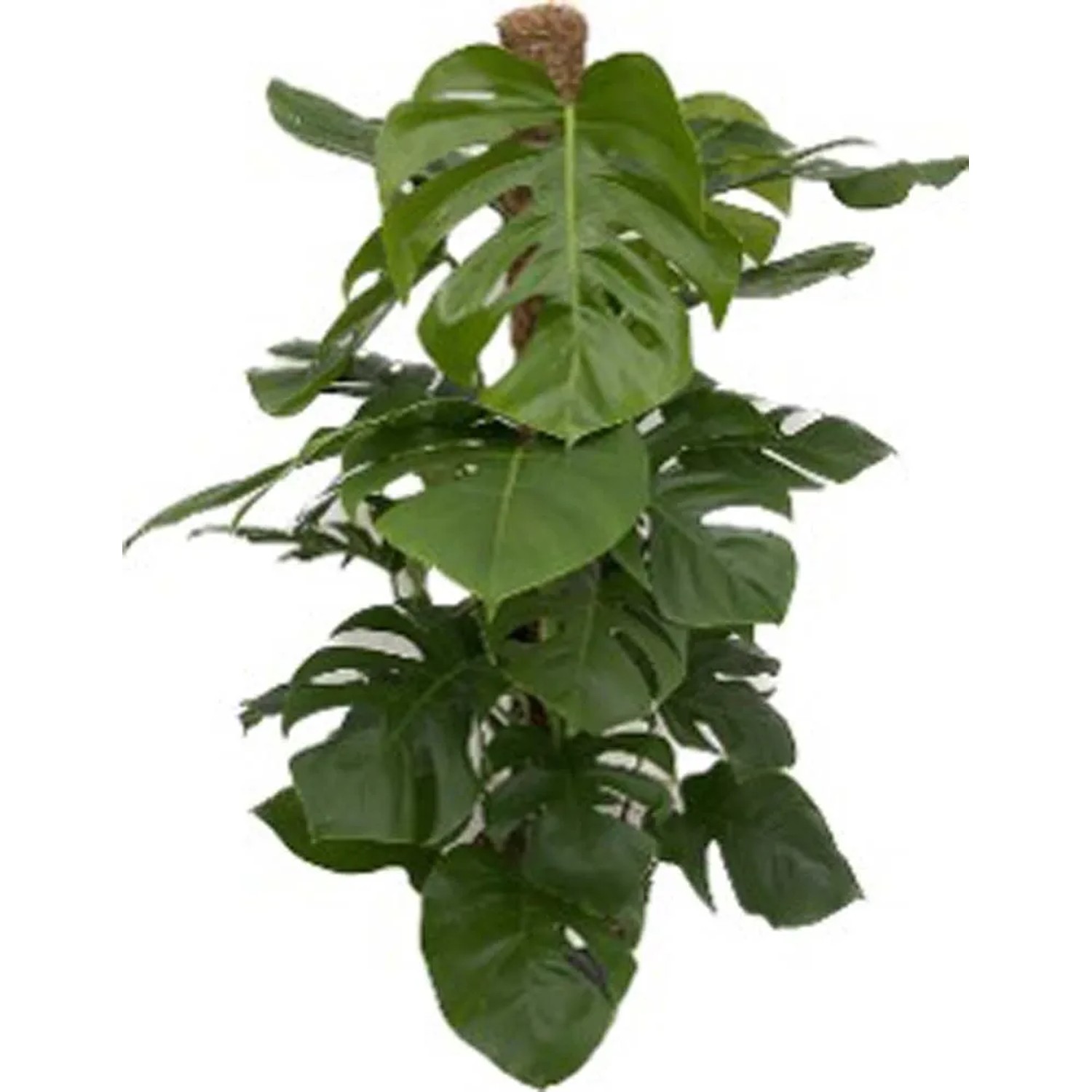 philodendron balaoanum Anthurium balaoanum