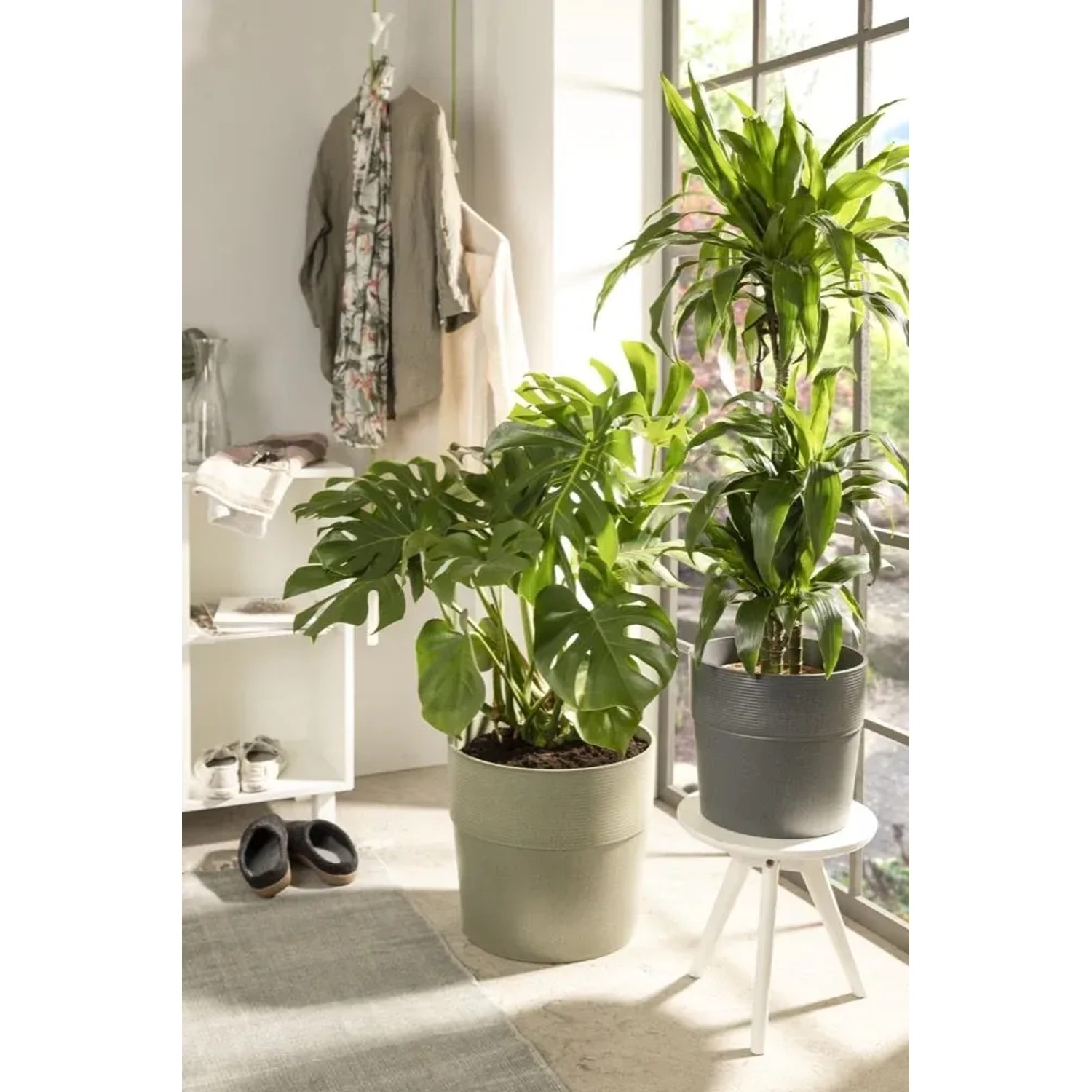 Vaso per piante Scheurich Groove, Ø 28,5 cm, Avorio, con piante da interno in soggiorno.