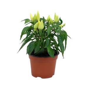 Peperoncino spagnolo Mini Mix in vaso, ca. 6 cm. Pianta verde decorativa con frutti gialli.
