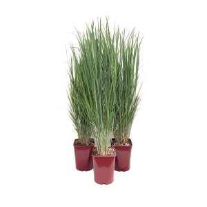 Tre erbe Panico verga in vaso, erbe ornamentali verdi per il giardino.