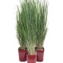 Tre erbe Panico verga in vaso, erbe ornamentali verdi per il giardino.