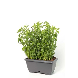 Cassetta Mini c/s Plastecnic Terrae in plastica 32x12x10 cm grigio fumo