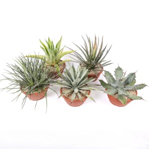 Agave Mix piante grasse vaso Ø 20 cm