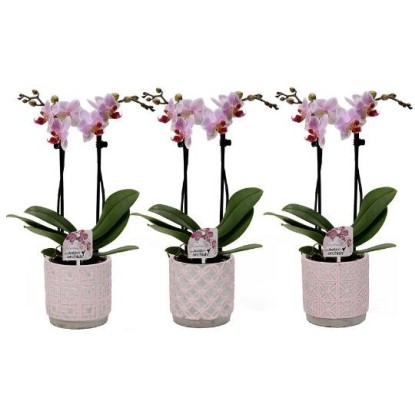 Orchidea farfalla in vaso di ceramica retrò rosa Ø 9 cm
