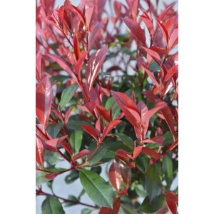 Primo piano di una Photinia con foglie rosse e verdi.