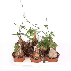 Adenia viridiflora Caudex Pianta succulenta vaso Ø 12 cm