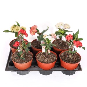 Euphorbia Milii pianta succulenta in vaso Ø 15 cm