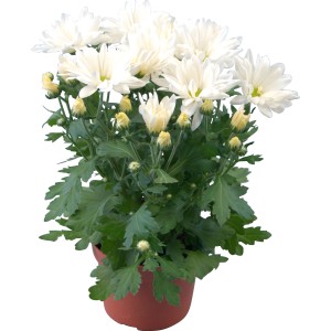 Crisantemo bianco (t.b.t.) in vaso. Fiore autunnale decorativo per interni ed esterni.