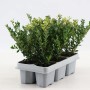 Confezione da 6 di agrifoglio giapponese Jenny (Ilex crenata) in vassoio con foglie verdi.
