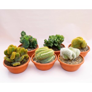 Vari cactus della categoria t.b.t. in vaso.
