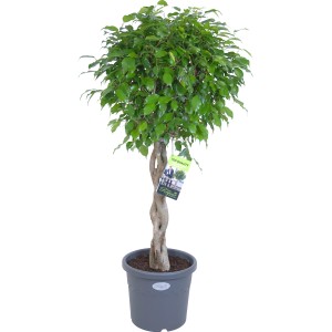 Ficus benjamina Exotica in vaso, diametro ca. 27 cm, con tronco intrecciato.