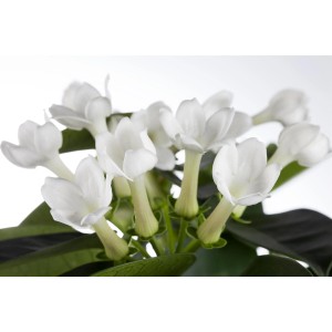 Primo piano dei fiori bianchi della Stephanotis GROW by OBI in vaso.