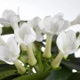 Primo piano dei fiori bianchi della Stephanotis GROW by OBI in vaso.