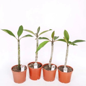 Plumeria pianta da collezione vaso Ø 17 cm