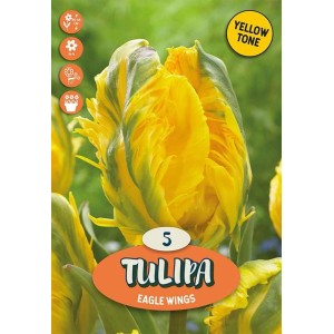 Bulbi tulipano Parrot Eagle Wings Giallo e Verde