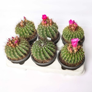 Notocactus herteriCactus vaso Ø 13 cm